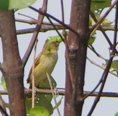 Acrocephalus orientalis