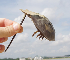 Carcinoscorpius rotundicauda