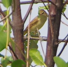 Acrocephalus orientalis
