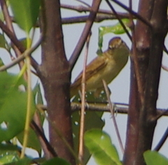 Acrocephalus orientalis