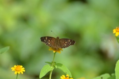 Anthanassa atronia