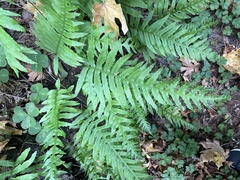 Polypodium californicum