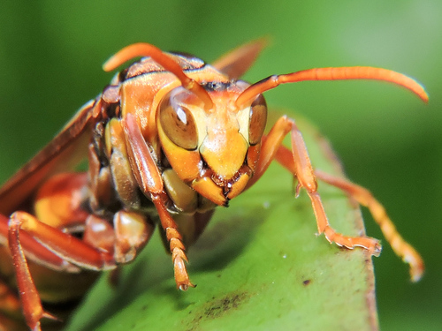Executioner Paper Wasp