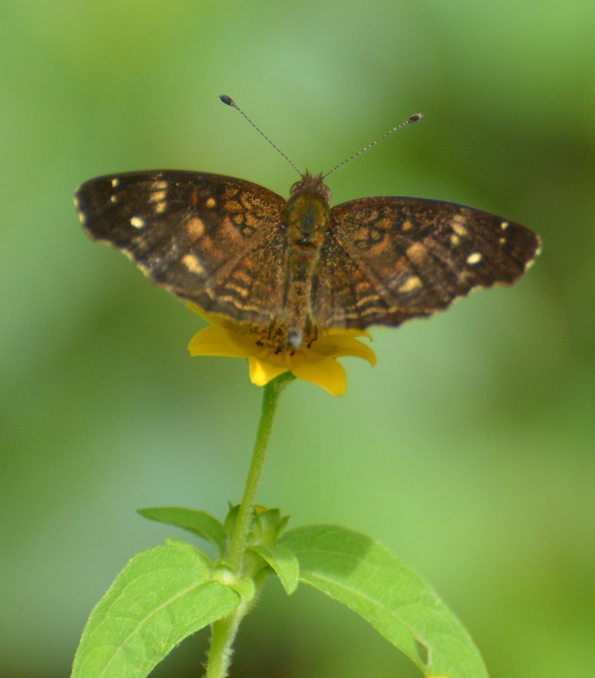 Brown Crescent