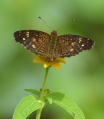 Anthanassa atronia