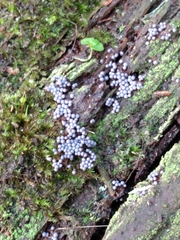 Badhamia utricularis