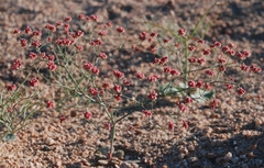Eriogonum pusillum