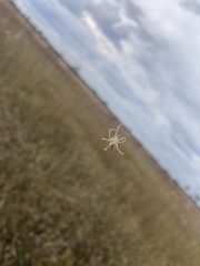 Larinia