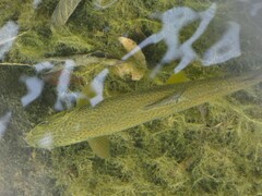 Salmo marmoratus
