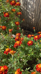 Macroglossum stellatarum