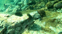 Ophioblennius atlanticus