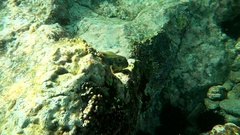 Ophioblennius atlanticus