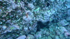 Canthigaster capistrata