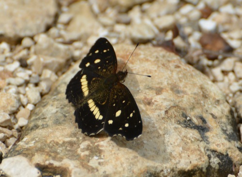 Notched Crescent