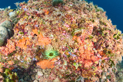 Cerianthus membranaceus