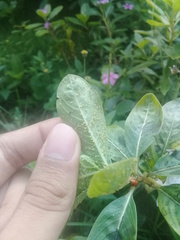 Aphis spiraecola