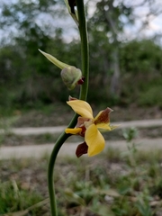 Eulophia streptopetala