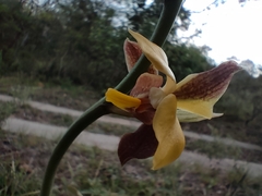 Eulophia streptopetala