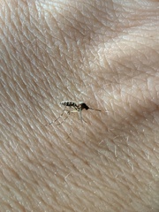 Aedes taeniorhynchus