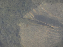 Salmo marmoratus