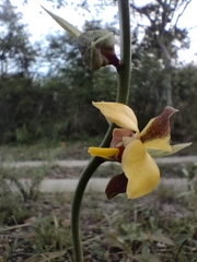 Eulophia streptopetala