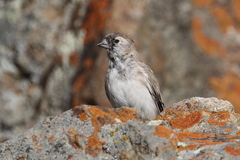 Montifringilla davidiana