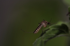Culicinae
