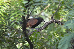 Centropus sinensis