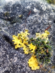 Xanthoria