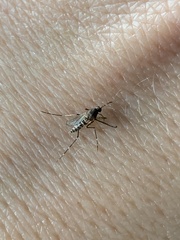 Aedes taeniorhynchus