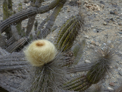 Eulychnia breviflora