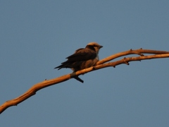 Eurocephalus anguitimens