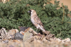 Montifringilla davidiana