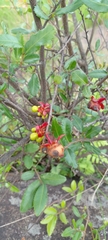 Ochna