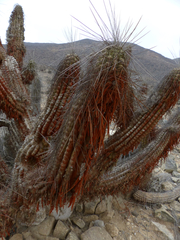 Eulychnia breviflora