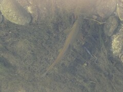 Salmo marmoratus
