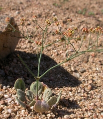 Eriogonum pusillum