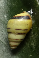 Drymaeus rufolineatus