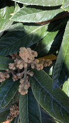 Eriobotrya japonica