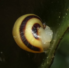 Drymaeus rufolineatus