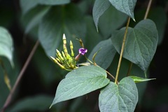 Laubertia contorta