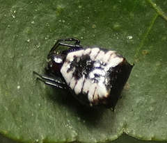Micrathena patruelis