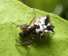 Micrathena patruelis