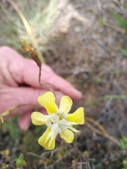 Moraea bituminosa