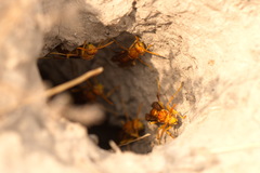 Polistes wattii
