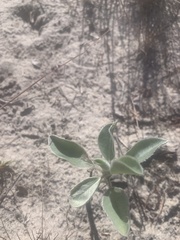 Lupinus cumulicola