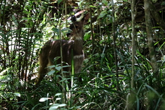 Tragelaphus sylvaticus sylvaticus