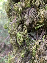 Dendroalsia abietina