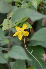 Mandevilla subsagittata