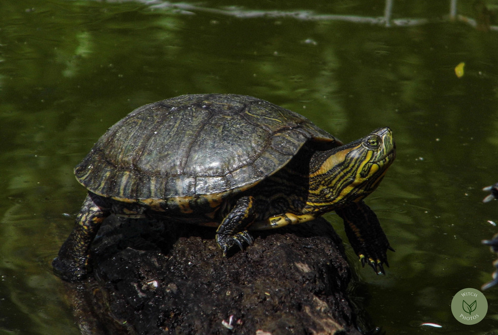 Black-bellied Slider in October 2022 by witchphotos · iNaturalist